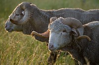 Saxon Merino sheep.