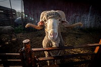 Saxon Merino sheep, long horns.