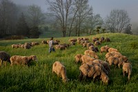 Dominique Herman leads a flock of Corriedale sheep to pasture for morning grazing on her farm in Warwick, New York.(USDA/FPAC photo by Preston Keres)