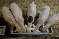 Merino sheep eating food.