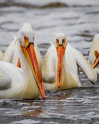 American white pelicans. 