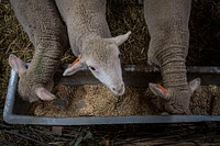 Merino sheep look to be fed.