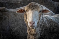 Sheep face, farm animal closeup shot.