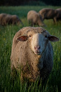 Merino sheep, farm animal.