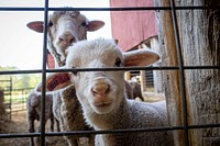 Merino sheep look to be fed.