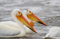 American white pelicans.