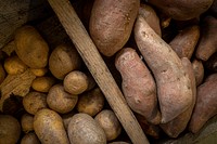 Potatoes, freshly picked vegetables.