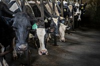 Cows in dairy farm.