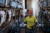 Clark Farms Creamery is a multigenerational dairy farm, that milks around 230 head Holsteins in Delhi, New York.(USDA/FPAC photo by Preston Keres)