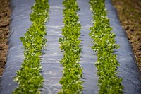 Organic vegetable farm.