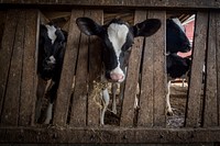 Dairy cow farm.