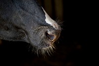 Cow's nose, close up shot.