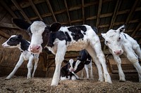 Dairy cow farm.