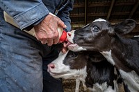 Farmer feeding calves, baby cow.