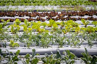 Vegetable farm, modern agriculture.