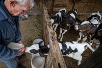 Clark Farms Creamery is a multigenerational dairy farm, that milks around 230 head Holsteins in Delhi, New York. Here, grandfather Pete Clark feeds the young calves.(USDA/FPAC photo by Preston Keres)