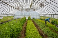 Beginning Farmers Luke Franco and Jenny Elliott (pictured) run Tiny Hearts Farm and flower shop in Copake, New York.(USDA/FPAC photo by Preston Keres)