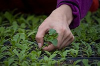 Farmer planting seed.