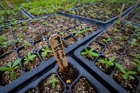 Organic vegetable farm.