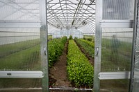 Greenhouse, organic vegetable farm.