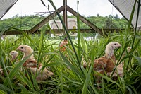 Young chicken in coop.