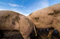 Muddy pigs.