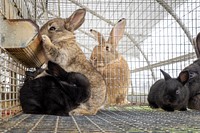 Farm rabbits in cage.