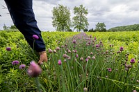 Nichki Carangelo and Laszlo Lazar operate Letterbox Farm, a diversified organic farm in Hudson, New York, where they run a Community Supported Agriculture (CSA) program, online sales, and farm stand. Here, workers harvest chives.(USDA/FPAC photo by Preston Keres)