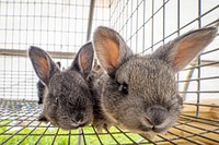 Domestic rabbits, cute pet.