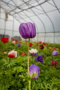 Beginning Farmers Luke Franco and Jenny Elliott run Tiny Hearts Farm and flower shop in Copake, New York.(USDA/FPAC photo by Preston Keres)