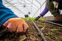 Vegetable patch, farmer's hand.