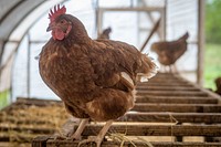 Brown hen standing.