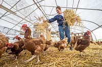 Nichki Carangelo and Laszlo Lazar operate Letterbox Farm, a diversified organic farm in Hudson, New York, where they grow vegetables, greens, herbs and flowers and raise chickens, pigs and rabbits for their Community Supported Agriculture (CSA) program, online sales, and farm stand.(USDA/FPAC photo by Preston Keres)