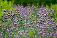 Nichki Carangelo and Laszlo Lazar operate Letterbox Farm, a diversified organic farm in Hudson, New York, where they run a Community Supported Agriculture (CSA) program, online sales, and farm stand. Here, workers harvest chives.(USDA/FPAC photo by Preston Keres)