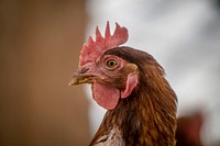 Brown hen, closeup shot.