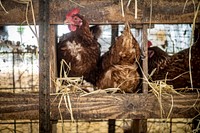 Chicken coop, organic farm.