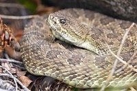 Prairie rattlesnake (Crotalus viridis).