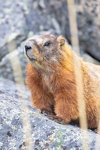 Yellow-bellied marmot perched on a rock.