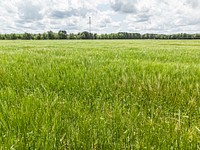 Green rye field.