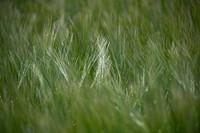 Green rye field.