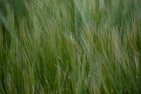 Green rye field.