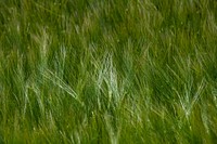 Green rye field.