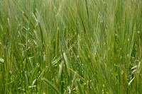 Green rye field.