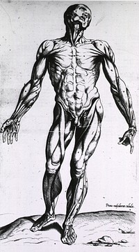 Musculature of the human bodyCollection: Images from the History of Medicine (IHM) Author(s): Geminus, Thomas, -1562 author Publication: Londini: [Joanni Herfordie, 1545] Language(s): Latin Format: Still image Subject(s): Anatomy, ArtisticAnatomy Genre(s): Book Illustrations Abstract: Full length frontal view, standing, of male figure with musculature defined. Related Title(s):Is part of: Compendiosa totius anatomie delineatio, facing Bvi recto.; See related catalog record: 2245044R Extent: 1 print Technique: woodcut NLM Unique ID: 101436080 NLM Image ID: A013160 Permanent Link: resource.nlm.nih.gov/101436080