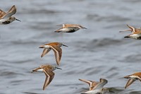 Dunlins in flightWe spotted these dunlins flying over a wetland at Big Stone National Wildlife Refuge in Minnesota. Photo by Mike Budd/USFWS.