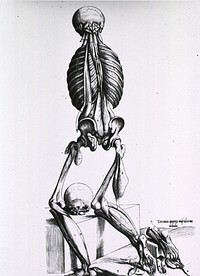 Muscles and bones of the human bodyCollection: Images from the History of Medicine (IHM) Author(s): Geminus, Thomas, -1562 author Publication: Londini: [Joanni Herfordie, 1545] Language(s): Latin Format: Still image Subject(s): Anatomy, ArtisticAnatomy Genre(s): Book Illustrations Abstract: Full length rear view of human figure without shoulders and arms; slightly kneeling on a stone slab; some muscle definition, mostly bones; detail of the bottom of the foot. Related Title(s): Is part of: Compendiosa totius anatomie delineatio; facing Diiii recto.; See related catalog record: 2245044R Extent: 1 print Technique: woodcut NLM Unique ID: 101436105 NLM Image ID: A013172 Permanent Link: resource.nlm.nih.gov/101436105