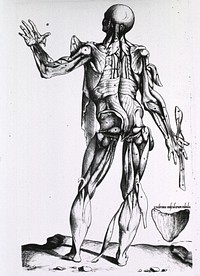 Musculature of the human bodyCollection: Images from the History of Medicine (IHM) Author(s): Geminus, Thomas, -1562 author Publication: Londini: [Joanni Herfordie, 1545] Language(s): Latin Format: Still image Subject(s): Anatomy, ArtisticAnatomy Genre(s): Book Illustrations Abstract: Full length rear view, standing, of human figure with musculature defined. Related Title(s): Is part of: Compendiosa totius anatomie delineatio; facing Dii recto.; See related catalog record: 2245044R Extent: 1 print Technique: woodcut NLM Unique ID: 101436101 NLM Image ID: A013169 Permanent Link: resource.nlm.nih.gov/101436101