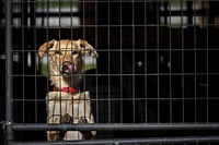 Tongue out dog in cage.