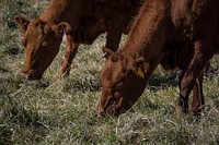 Brown cow grazing.