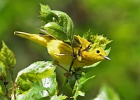 Yellow warbler bird.